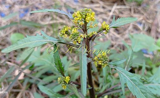  Plant with upper cauline leaves